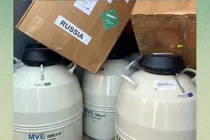 Контейнеры со спермой быка, не пропущенные сочинской таможней из Казахстана &copy;&nbsp;Скриншот публикации в телеграм-канале &laquo;Любимый Сочи&raquo;, T.me/love_sochi