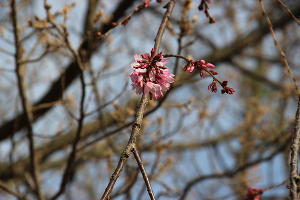  © Фото пресс-службы Сочинского нацпарка