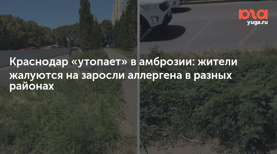 Краснодар «утопает» в амброзии: жители жалуются на заросли аллергена в разных районах