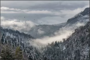  &copy;&nbsp;Скриншот из телеграм-канала &laquo;Кавказский заповедник&raquo; https://t.me/kavkazzapoved/1238