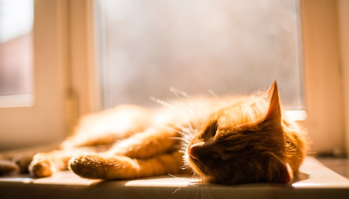 Погода в Краснодаре и крае: к концу рабочей недели воздух прогреется до +16 °С