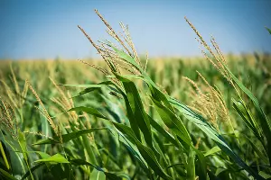 День поля в Адыгее &copy;&nbsp;Фото Елены Синеок, Юга.ру