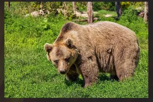  &copy;&nbsp;Скриншот фото из телеграм-канала Александра Яменскова