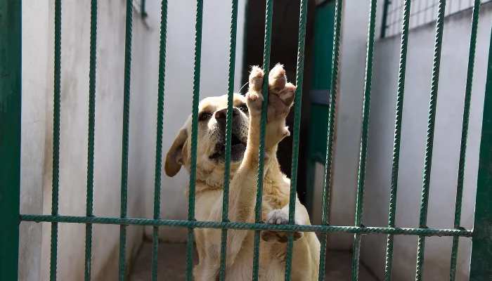 Глава частного приюта в Краснодаре похитила 1,5 млн рублей при отлове бродячих собак — МВД