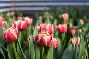 Тюльпаны &copy;&nbsp;Фото Елены Синеок, Юга.ру