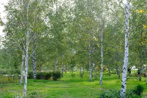 Парк «Зарядье» &copy;&nbsp;Фото с сайта zaryadyepark.ru