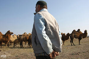 В Чечне начали разводить верблюдов  &copy;&nbsp;Влад Александров. ЮГА.ру
