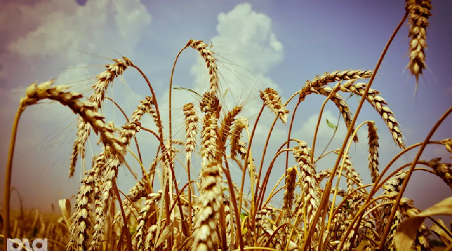 Зерно &copy;&nbsp;Елена Синеок. ЮГА.ру