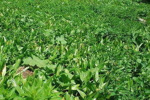 Безвременник великолепный © Фото пресс-службы Сочинского нацпарка