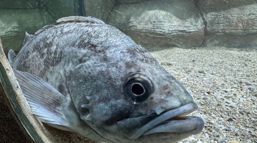Групер © Фото «Алуштинского аквариума» из vk.com/alushta_aqua