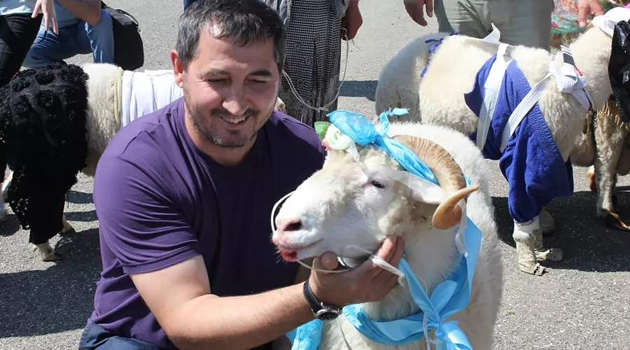 В Дагестане выбрали самую красивую овцу &copy;&nbsp;Фото пресс-службы Буйнакского района республики Дагестан, буйнакскийрайон.рф