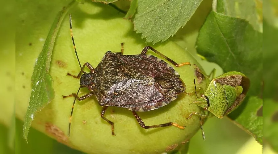 Коричнево-мраморный клоп &copy;&nbsp;Фото с сайта wikimedia.org