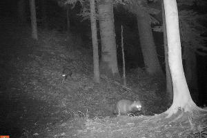  © Фото пресс-службы Кавказского биосферного заповедника