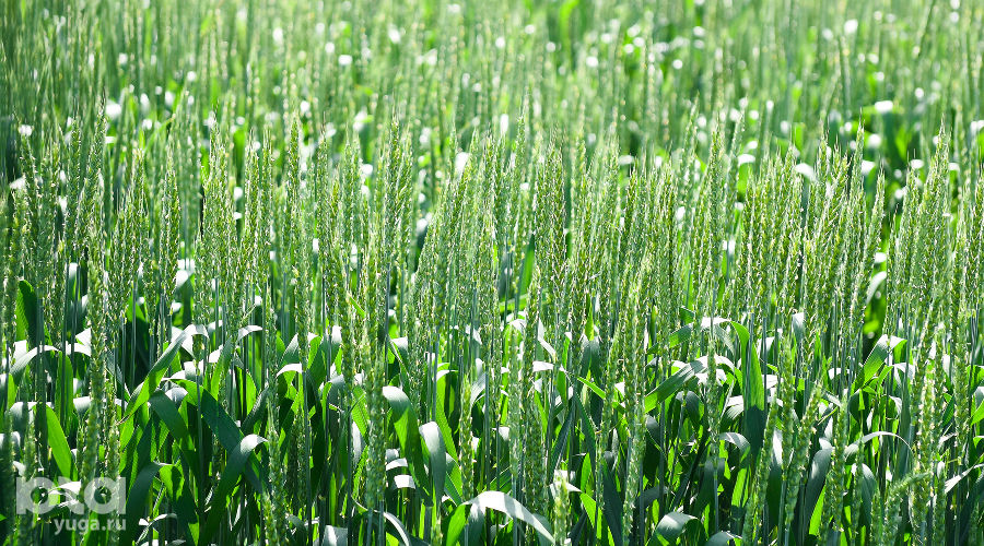  © Фото Елены Синеок, Юга.ру