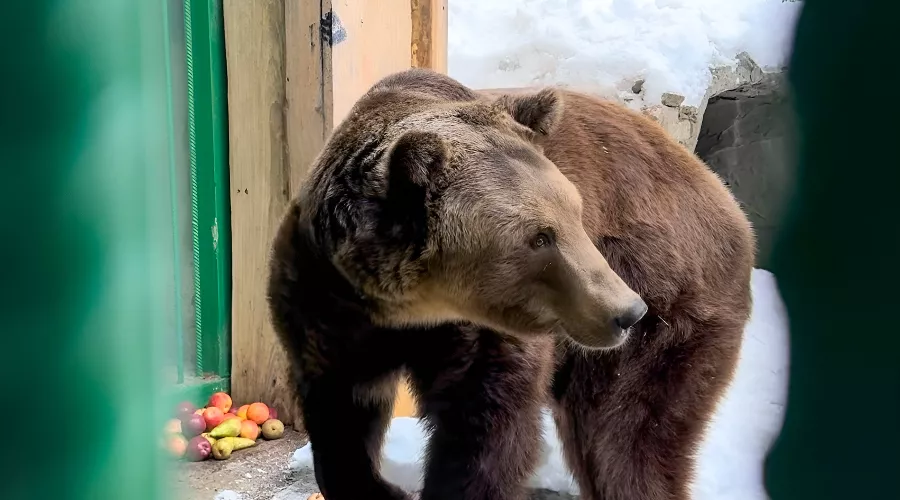  &copy;&nbsp;Фото пресс-службы Курорта Красная Поляна