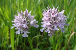 Яртышник трехзубчатый &copy;&nbsp;Фото Анны Бескровной, предоставлено пресс-службой МГТУ