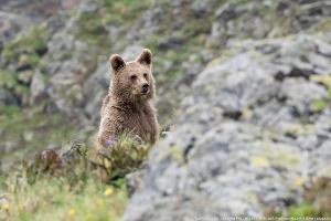Бурый медведь © Фото из группы vk.com/kavzapoved