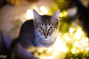  &copy;&nbsp;Фото Елены Синеок, Юга.ру