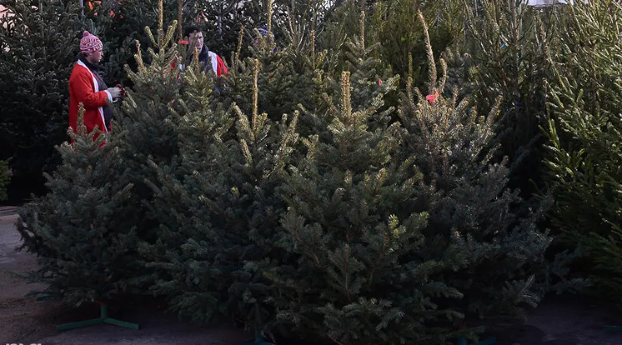  &copy;&nbsp;Фото Алены Живцовой, Юга.ру