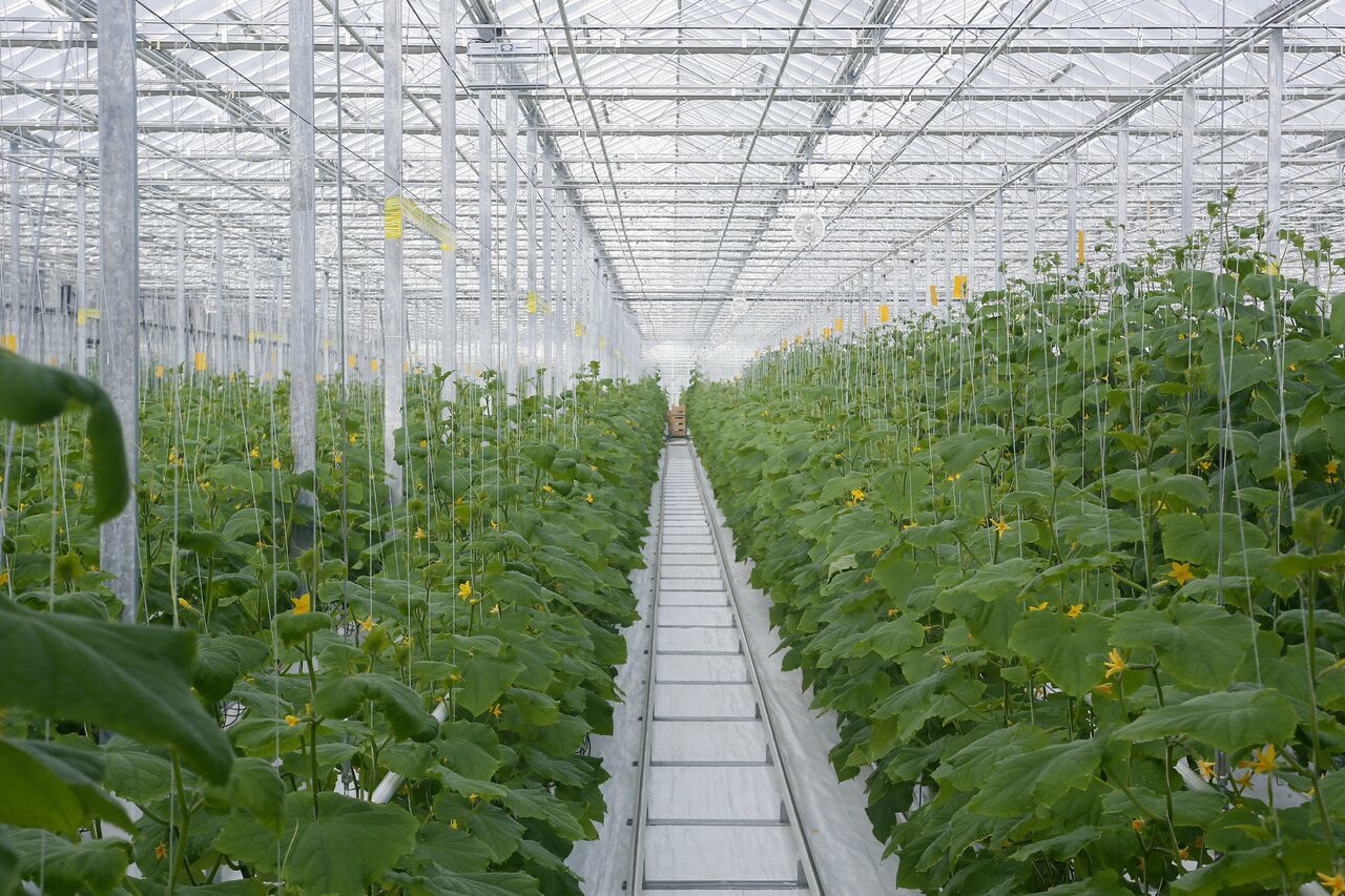 теплица с помидорами. теплица с человеком. работа в теплицах краснодарский край. теплицы в людиново агроинвест. сайт тепличного комбината прогресс, г.