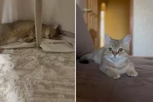  &copy;&nbsp;Коллаж из скриншотов фото из телеграм-канала &laquo;Депутат Толик&raquo;