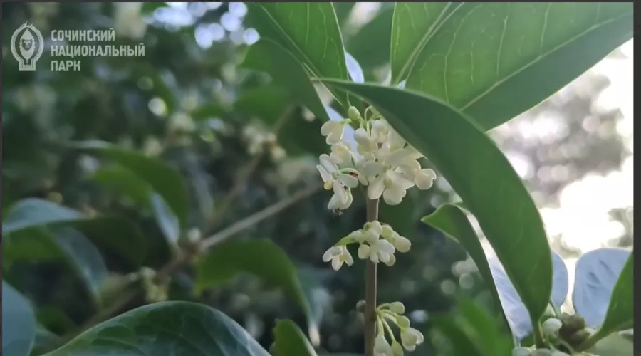  &copy;&nbsp;Скриншот фото из телеграм-канала &laquo;Сочинский национальный парк&raquo;