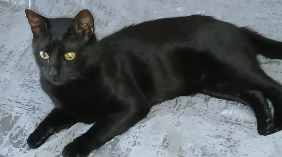 Кот Бурак &copy;&nbsp;Скриншот фото Лусине Коршуновой с сайта &laquo;КП-Кубань&raquo;