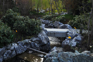 Нарцисы в Японском саду © Фото Марины Солошко, Юга.ру