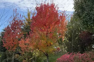 Японский сад в парке &laquo;Краснодар&raquo; осенью &copy;&nbsp;Фото Марины Солошко, Юга.ру
