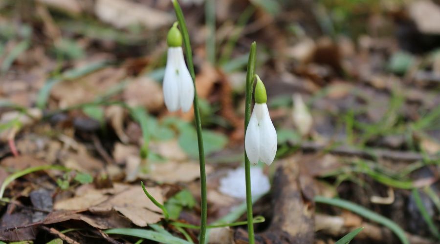  © Фото пресс-службы Сочинского нацпарка