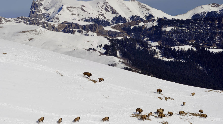  © Фото пресс-службы Кавказского заповедника