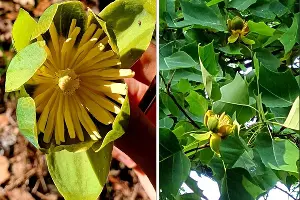 Лириодендрон тюльпановый &copy;&nbsp;Коллаж из скриншотов фото из телеграм-канала &laquo;Дендропарк &laquo;Южные культуры&raquo;