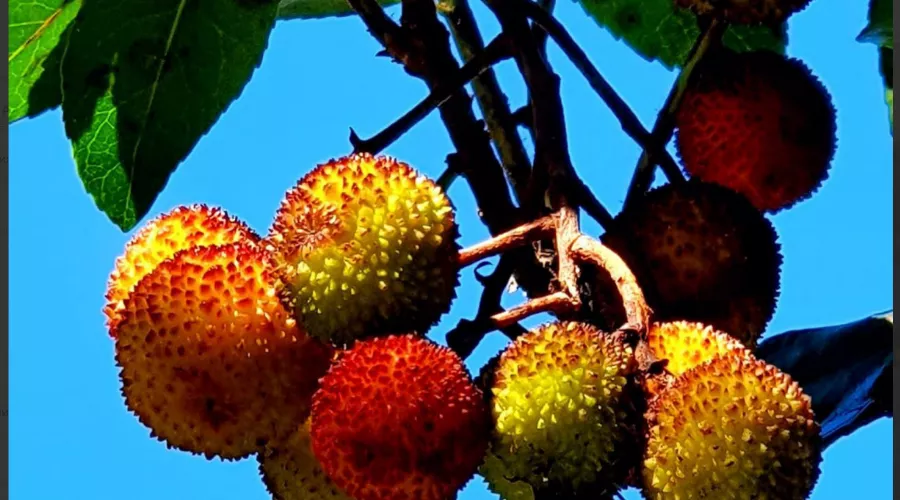  &copy;&nbsp;Скриншот из телеграм-канала дендропарка &laquo;Южные культуры&raquo; https://t.me/park_uzk/1204