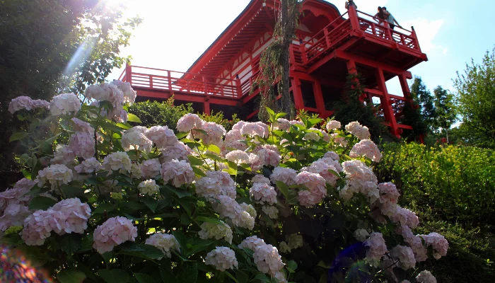 Гортензии в Японском саду в Краснодаре &copy;&nbsp;Фото Марины Солошко, Юга.ру