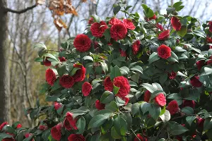 Японский сад весной &copy;&nbsp;Фото Марины Солошко, Юга.ру