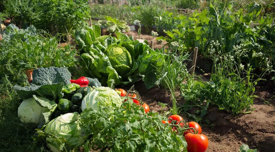 огород &copy;&nbsp;Изображение сгенерировано нейросетью Gigachat