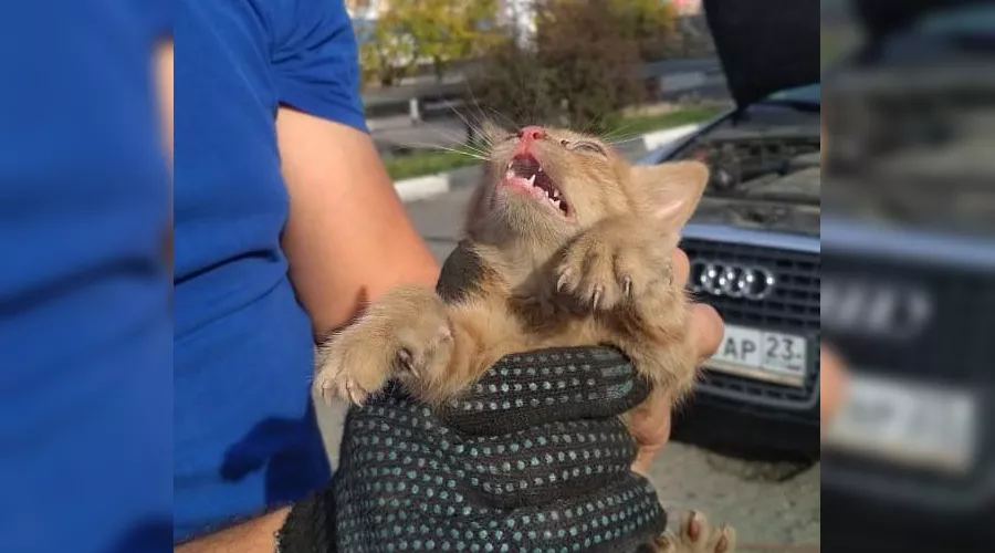  &copy;&nbsp;Фото из инстаграма руководителя &laquo;Службы спасения&raquo; Новороссийска Алексея Одерова, instagram.com/alekseioderov/