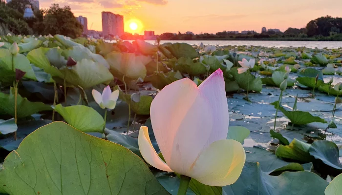 Лотосы в озере Старая Кубань &copy;&nbsp;Фото Марины Солошко, Юга.ру