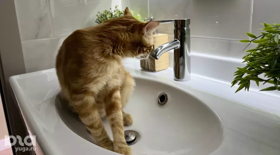  &copy;&nbsp;Фото Александры Булавкиной, Юга.ру