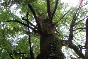  &copy;&nbsp;Фото с сайте npsochi.ru