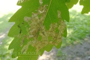 Листья дуба, поражённые клопом-кружевницей © Фото с сайта kgpbz.ru