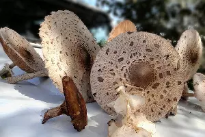  &copy;&nbsp;Фото Евгения Мельченко, Юга.ру