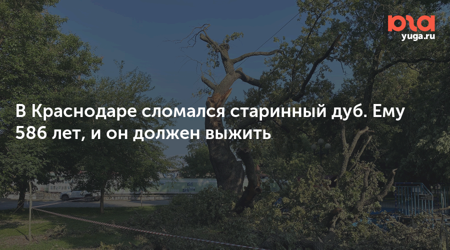 В Краснодаре сломался старинный дуб. Ему 586 лет, и он должен выжить