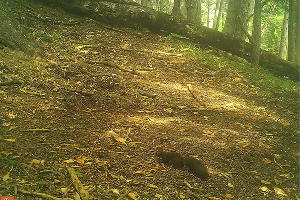  © Фото пресс-службы Кавказского биосферного заповедника