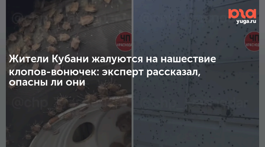 Жители Кубани жалуются на нашествие клопов-вонючек: эксперт рассказал, опасны ли они