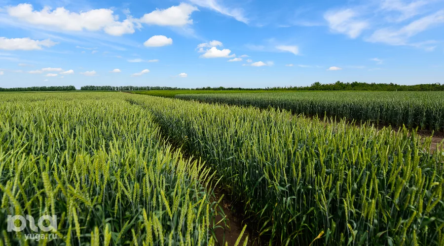  &copy;&nbsp;Фото Елены Синеок, Юга.ру