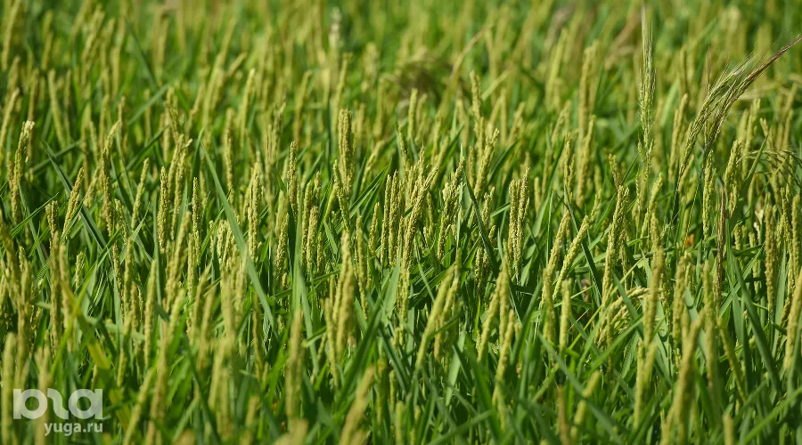  &copy;&nbsp;Фото Елены Синеок, Юга.ру