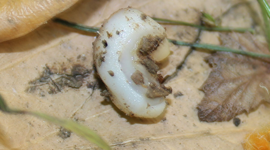 Троглолестес Соколова из Первомайской пещеры © Фото пресс-службы Сочинского национального парка