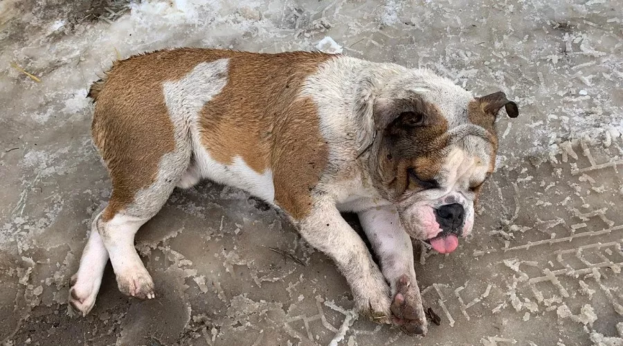  &copy;&nbsp;Фото со станицы Анны Мельниковой в Facebook, facebook.com/bulldogka