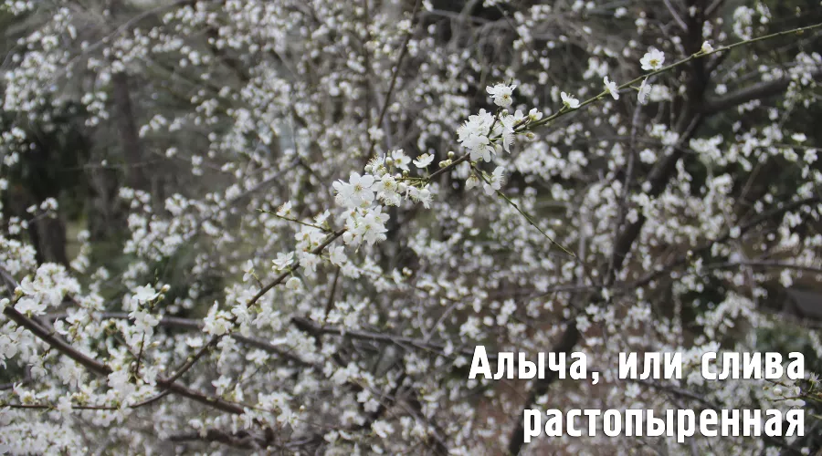  &copy;&nbsp;Фото пресс-службы Сочинского нацпарка